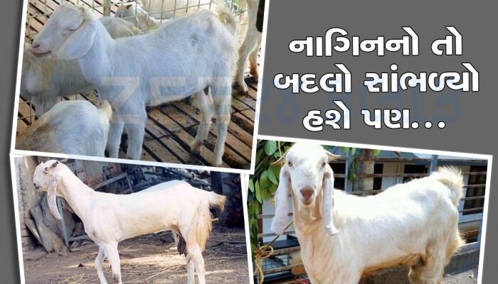 બકરી ઈદે મર્યા પછી પણ બકરાએ બલિ ચઢાવનાર સામે લીધો બદલો, મોતને ઘાટ ઉતાર્યા