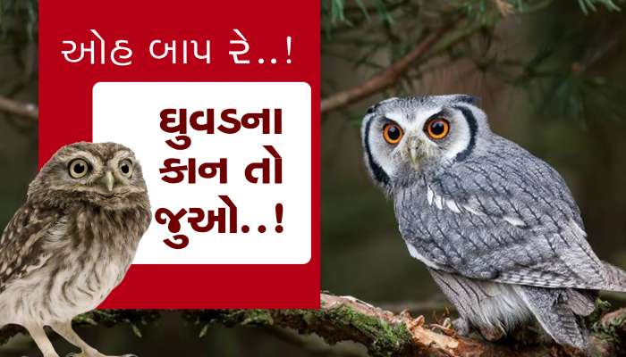 ઓહ બાપ રે...!, ઘુવડના કાન જોઇને ચકરી ખાઇ જશો!, તમે જોયા..?