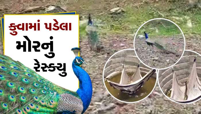 કુવામાં પડેલા મોરનું સફળતા પૂર્વક રેસ્ક્યુ, જુઓ વીડિયો