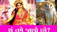 જેના ઘર પર આ પક્ષી આવીને બેસે, તરી જાય છે એની સાત પેઢીઓ! જોતા જ ખુલી જાય છે કિસ્મત