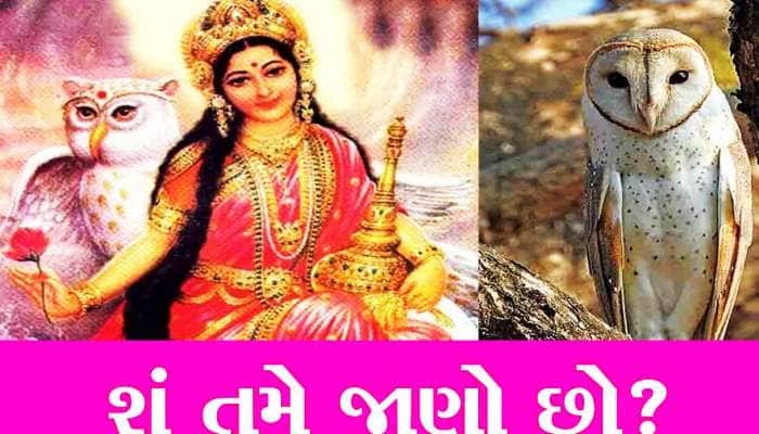 જેના ઘર પર આ પક્ષી આવીને બેસે, તરી જાય છે એની સાત પેઢીઓ! જોતા જ ખુલી જાય છે કિસ્મત