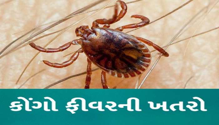 ફરી ગુજરાતમાં નવી મુસીબત! કોંગો તાવના કારણે દર્દીનું મોત, 13 પરિવારના સેમ્પલ લેવાયા