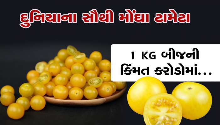 દુનિયાના સૌથી મોંઘા ટામેટા! 1KG બીજની કિંમત છે કરોડો રૂપિયા