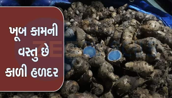 Black Turmeric: તમે ક્યારેય કાળી હળદર ખાધી છે? સ્વાસ્થ્યને થાય છે 4 જોરદાર ફાયદા