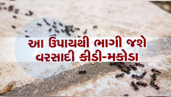 ચોમાસામાં ઘરમાં આવતા કીડા-મકોડાથી થઈ ગયા છો પરેશાન, અપનાવો આ ઉપાય, તત્કાલ મળશે રાહત