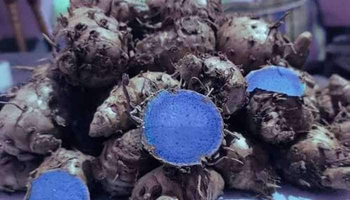 BLACK TURMERIC: શું તમે ક્યારેય કાળી હળદર ખાધી છે? જલદી ફાયદા જાણી લો, તો ફાવી જશો!