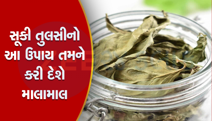 તુલસીના સૂકા પાંદડા પણ ચમકાવી શકે છે તમારી કિસ્મત! બસ કરો આ કામ, થશે ધનનો વરસાદ 