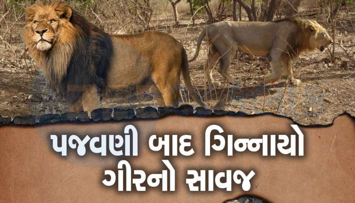 ગીરના સાવજનો બદલો : મને છંછેડશો તો હું પણ તમને નહિ છોડું, બોટાદમાં સિંહનો હુમલો 