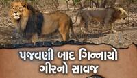 ગીરના સાવજનો બદલો : મને છંછેડશો તો હું પણ તમને નહિ છોડું, બોટાદમાં સિંહનો હુમલો 