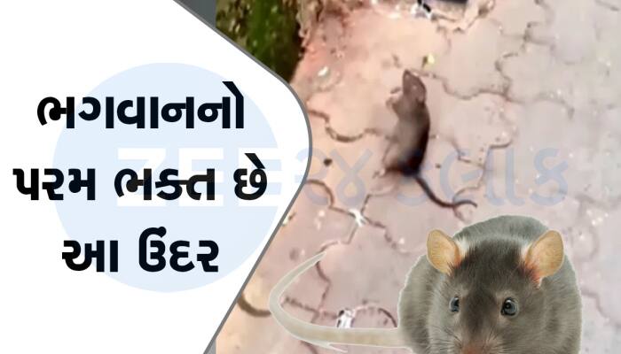 VIDEO: શું તમે ક્યારેય ઉંદરને ભગવાનની ભક્તિ કરતો જોયો છે? આરતી સમયે વગાડે છે તાળી