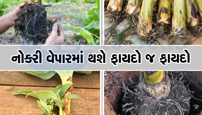 દરિદ્રતા પીછો ન છોડતી હોય, મહેનત કરવા છતાં હાથ લાગે છે અસફળતા, અજમાવો આ ટુકડાનો ટોટકો