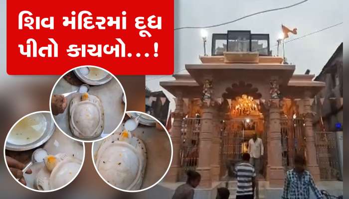 મહાદેવ મંદિરમાં દૂધ પીતો કાચબો! જુઓ વાયરલ વીડિયો 