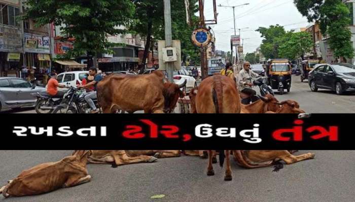  બોલો!! મહેસાણામાં હવે રખડતા ઢોર પકડવા પણ મોંઘા! એક રખડતું ઢોર પકડવાની કિંમત 5000 નક્કી થઈ