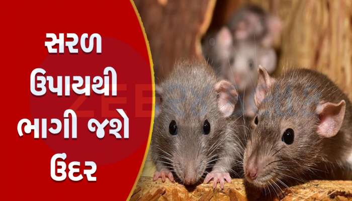 ન પીંજરૂં, ન ઝેર, ઘરમાંથી ઉંદરોનું ભગાડવાનું કામ કરશે કિચનના આ 4 મસાલા