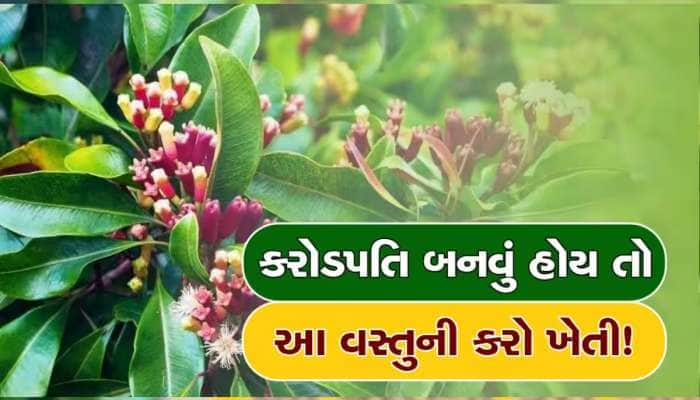 આ તેજાનાની ખેતી કરશો તો  દર મહિને કરશો લાખોની કમાણી, દરેક ઘરમાં છે ડિમાન્ડ