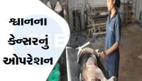 પાળતૂ શ્વાનના કેન્સરની સફળ સર્જરી, તસવીરોમાં જુઓ કેવી રીતે કરાયું ઓપરેશન