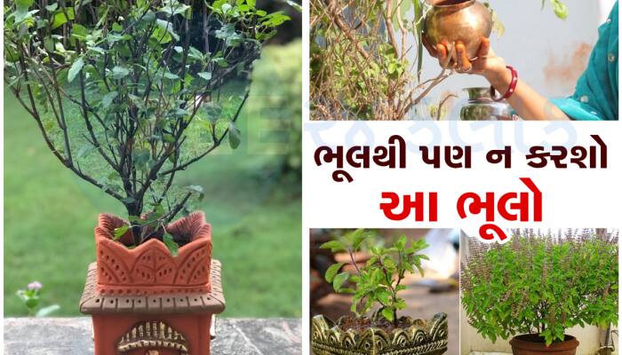 ક્યારેય ન કરશો તુલસી સાથે જોડાયેલી આ ભૂલો, બાકી ભોગવવા પડશે ગંભીર પરિણામ