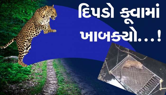 દિપડો કૂવામાં ખાબક્યો, જુઓ કઈ રીતે કરાયું રેસ્ક્યુ