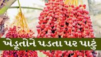 કચ્છી ખારેકને નડ્યું ગ્રહણ! જાણો દર વર્ષે લાખો કમાતા ખેડૂતો આ વર્ષે કેમ રાતા પાણીએ..