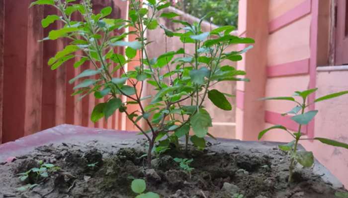 Tulsi Roots: દેવું ચૂકવી છકતા નથી તો તુલસી મૂળનો કરો આ ચમત્કારી ટોટકો, ધનના થશે ઢગલા