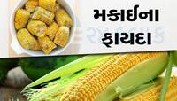 ઝડપથી વજન ઘટાડવા માટે આજે જ ડાયેટમાં સામેલ કરો મકાઈ, મહિનામાં દેખાશે અસર