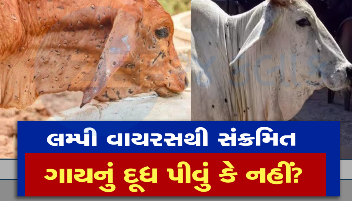 'લમ્પી વાયરસ'થી ઈન્ફેક્ટેડ ગાયનું દૂધ પીવું કેટલું સેફ? શું તે મનુષ્યો માટે જીવલેણ છે? અહીં જાણો હકીકત 