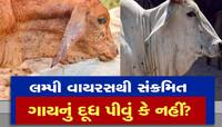 'લમ્પી વાયરસ'થી ઈન્ફેક્ટેડ ગાયનું દૂધ પીવું કેટલું સેફ? અહીં જાણો હકીકત