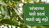 ફક્ત આ પાંદડા વેચીને ખેડૂતો કમાઇ શકે છે લાખો રૂપિયા, આ મહિનામાં થાય છે ખેતી