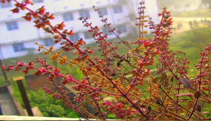 Tulsi Manjari: તુલસીમાં માંજર આવવા અતિ શુભ, માંજરનો આ ઉપાય બદલી દેશે તમારું પણ ભાગ્ય