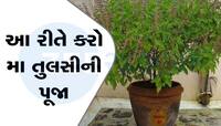 તુલસીના છોડમાં બાંધી દો આ એક શુભ વસ્તુ, કલાકોમાં દેખાવવા લાગશે ચમત્કાર