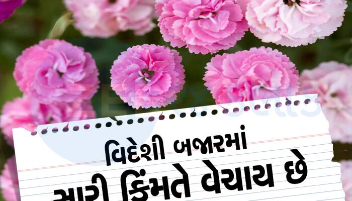 Carnation Flowers: આ ફૂલની ખેતીથી માલામાલ થઇ રહ્યા છે ખેડૂતો, જાણો કઇ છે ખેતી