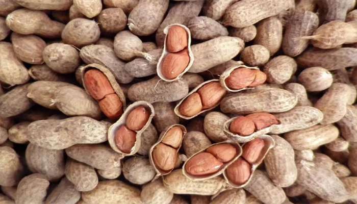 Health Tips: આ સ્વાસ્થ્ય લાભોના કારણે મગફળીને કહેવાય છે 'ગરીબોની બદામ',  જાણો મગફળી ખાવાની સાચી રીત