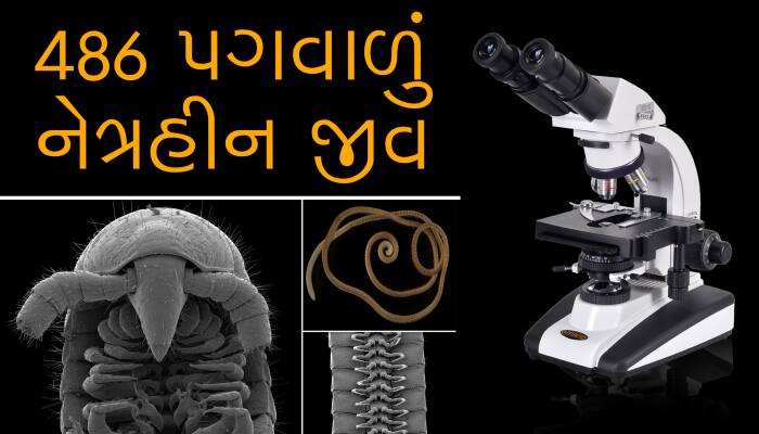આ છે 486 પગ વાળું નેત્રહીન જીવ, વૈજ્ઞાનિકો પણ હેરાન રહ્યા...