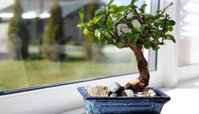 Vastu Tips: ઘરમાં આવતું ધન અટકાવે છે આ છોડ, ઘરમાં રાખ્યા હોય તો તુરંત કરજો દુર