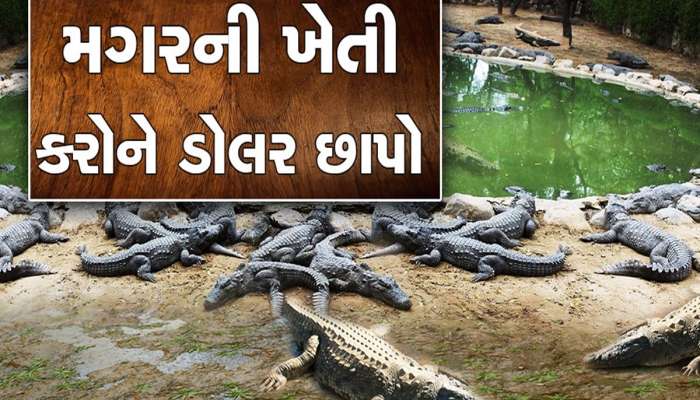 માછલી નહીં 'શાન'ના શાકાલની જેમ મગર પાળવાની તૈયારી છે? તો ડોલરમાં થશે તગડી કમાણી