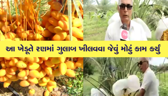 અમરેલીના આ ખેડૂતે એવુ દિમાગ દોડાવ્યું કે, ખેતી કરીન ડબલ ફાયદો થયો