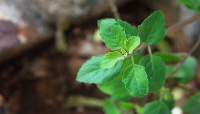 Shravan Month: શ્રાવણ મહિનો શરુ થાય એટલે ઘરમાં લાવો આ છોડ, ઘરમાં વધશે સુખ-સમૃદ્ધિ