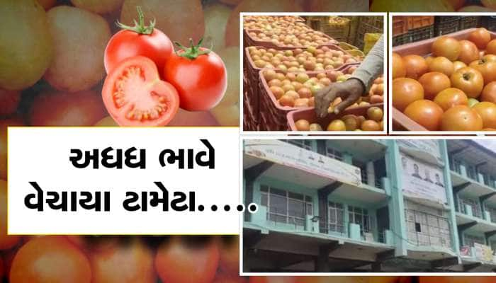 હિમાચલના સોલનમાં 4200 રૂપિયા પ્રતિ કેરેટના ભાવે ટામેટા વેચાયા! ખેડૂતોમાં ખુશી