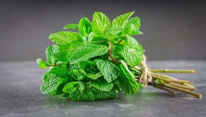 Mint Benefits: ફુદીનાના 2 પાન રોજ ચાવીને ખાવાથી શરીરને થાય છે અઢળક ફાયદા