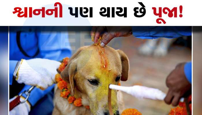 Dog Worship: કયા દેશમાં થાય છે શ્વાનની પૂજા? નામ જાણશો તો આશ્ચર્યચકિત થશો, કારણ પણ જાણો