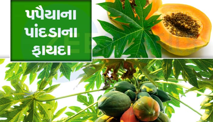 જાણો ડેન્ગ્યુને માત આપવા પપૈયાના પાંદડાનો કેવી રીતે કરવો ઉપયોગ?