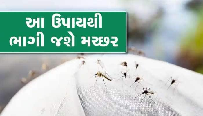 મચ્છરોના આતંકથી પરેશાન છો? તો ઘરમાં લગાવો આ 3 છોડ, એક પણ મચ્છર તમારી આસપાસ નહીં ભટકે