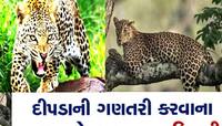 જેમ ઘરની બહાર ગાય ઊભી હોય છે એમ ગુજરાતમાં અહીં ઘરની બહાર ખૂંખાર દીપડા ફરતા દેખાય છે!