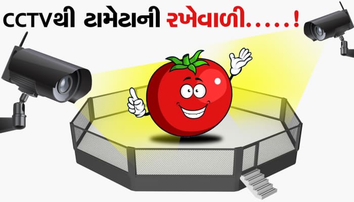 ખેતરમાંથી ટામેટાંની ચોરી થતાં ખેડૂતે ભર્યું એવું પગલું કે જોઈને તમે પણ ચોંકી જશો..