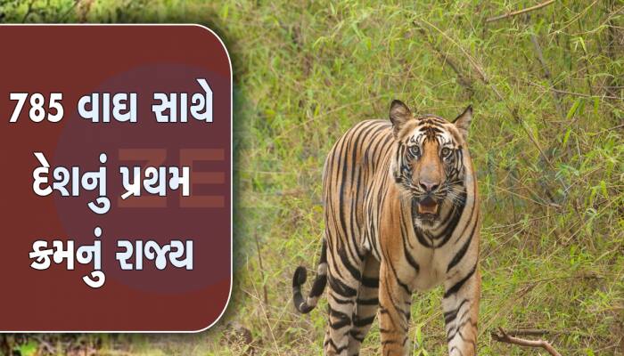 દેશમાં સૌથી વધુ વાઘ ધરાવે છે આ રાજ્ય, જાળવી રાખ્યો ટાઈગર સ્ટેટ ઓફ ઇન્ડિયાનો દરજ્જો