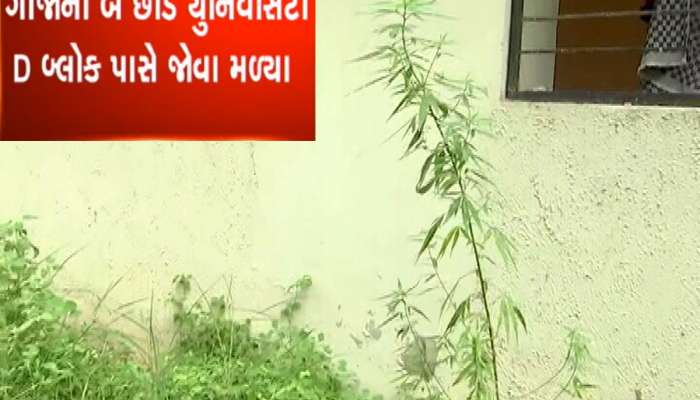 શું ગુજરાતમાં વિદ્યાર્થીઓને હવે ગાંજા ઉગાડવાનું શીખવાડાય છે? વધુ એક યુનિ.માં ગાંજાના છોડ મળ્યા 