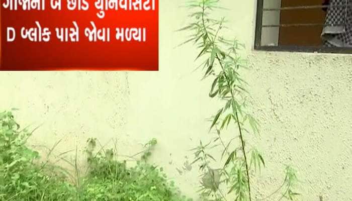 શું ગુજરાતમાં હવે ગાંજા ઉગાડવાનું શીખવાડાય છે? વધુ એક યુનિ.માં ગાંજાના છોડ મળ્યા