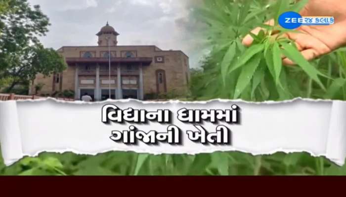 Gujarat University : વિદ્યાના મંદિરમાં કોણ કરી રહ્યું છે ગાંજાની ખેતી?