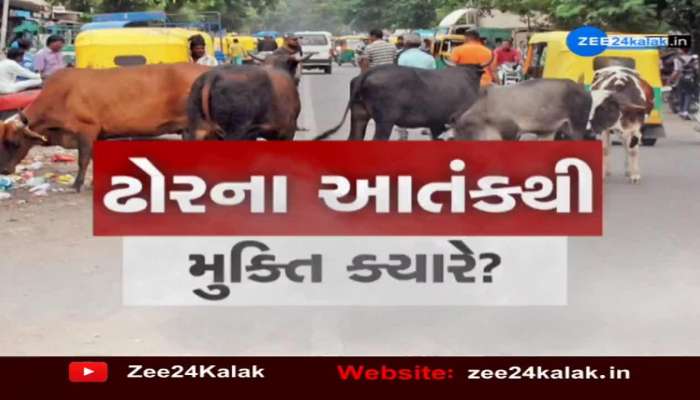 Mehsana : રખડતા ઢોરનો આતંક CCTVમાં થયો કેદ, બાઈક પર સવાર એક પરિવારને લીધા અડફેટે