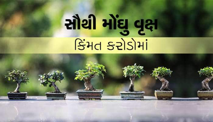 એક એવું વૃક્ષ જેમાંથી લાકડુ અને ફળ કઇ નથી મળતું છતા પણ કરોડોમાં કિંમત...